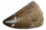 Fossil Mosasaur (Thalassotitan) Tooth - Morocco #353261-1